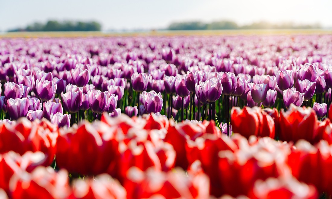 Tulip fields the Netherlands 2021