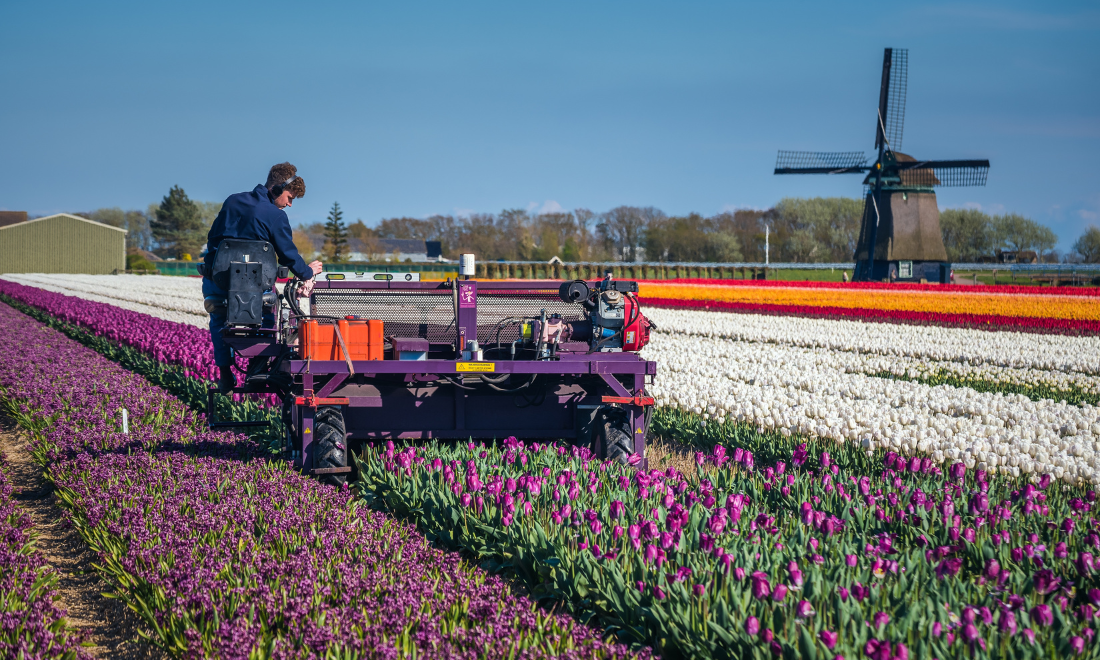 Farmer on tulip field in the Netherlands