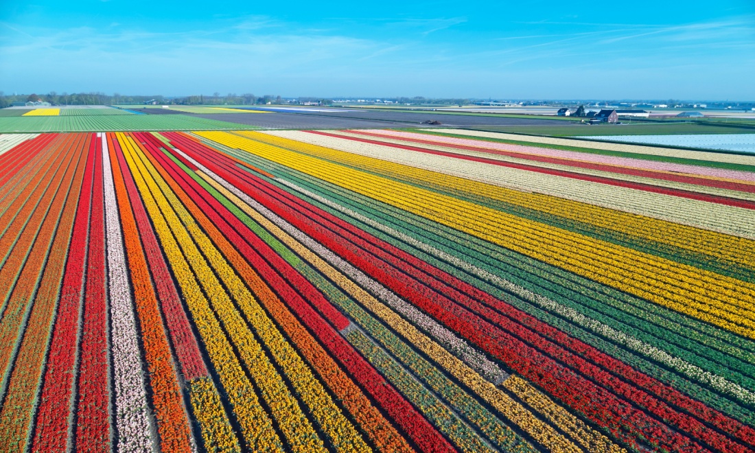 Tulips in the Netherlands