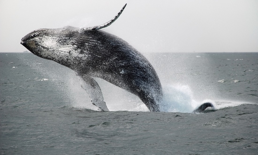 Video humpback whale Zeeland the Netherlands