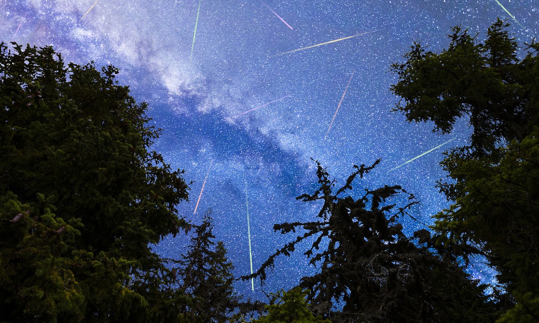 view of night sky meteor shower pine trees