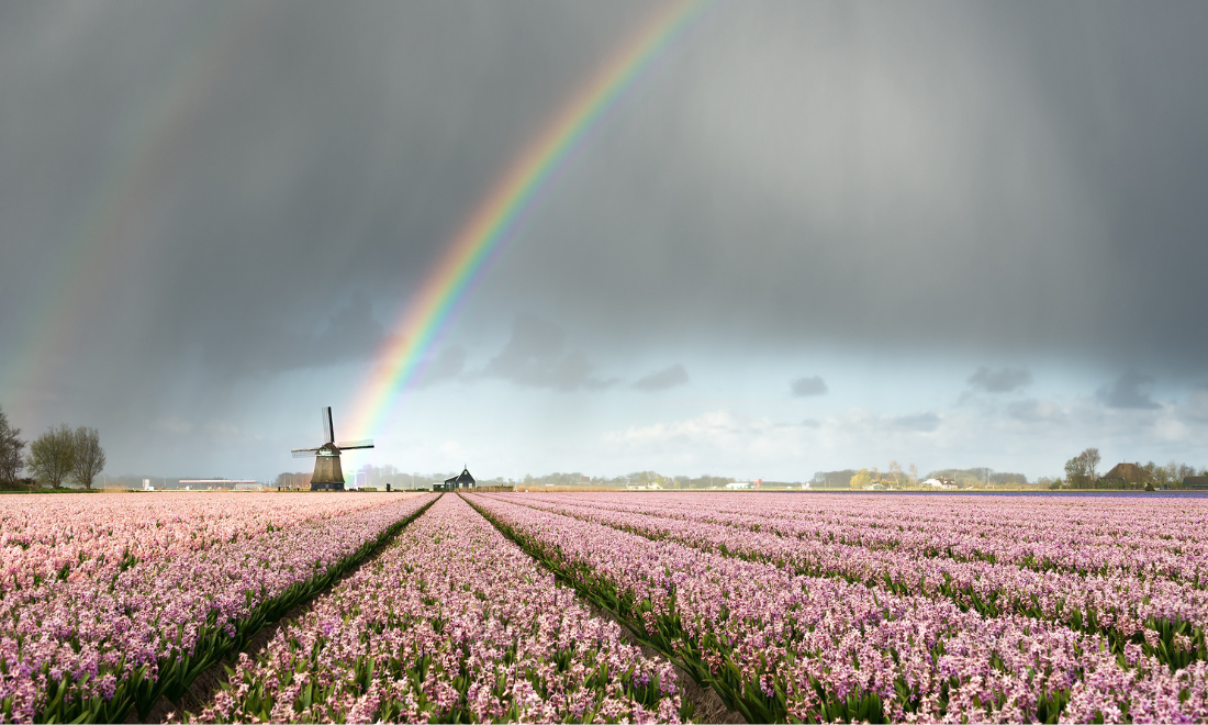 Gloomy day in flower field in the Netherlands