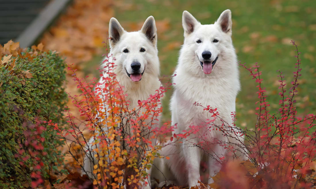 2 White Swiss Shepherd Dogs in a garden