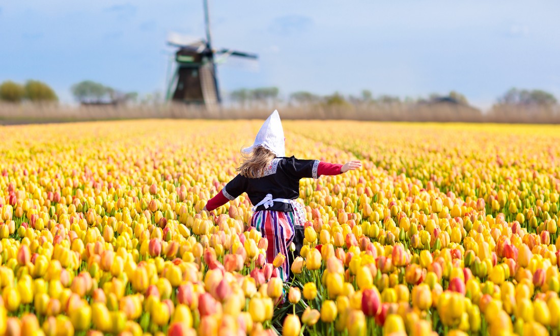 traditional dutch girl field yellow tulips