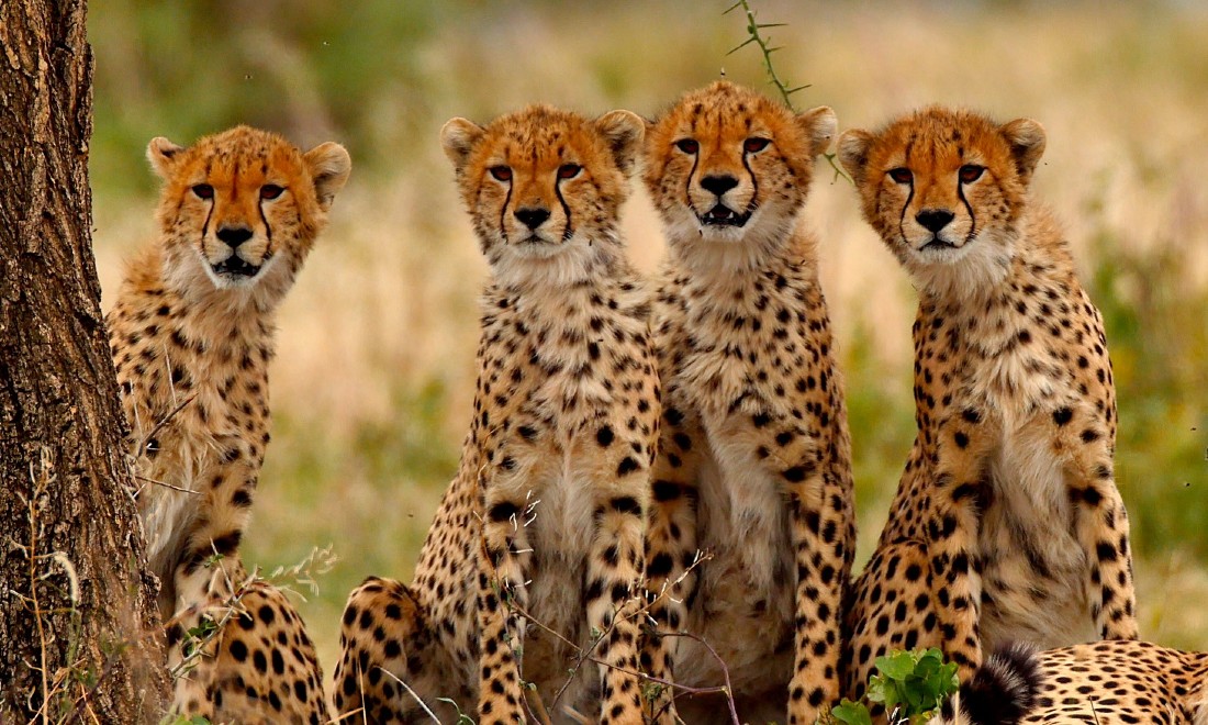 Wildlife Film Festival Rotterdam Big Cats of the Serengeti