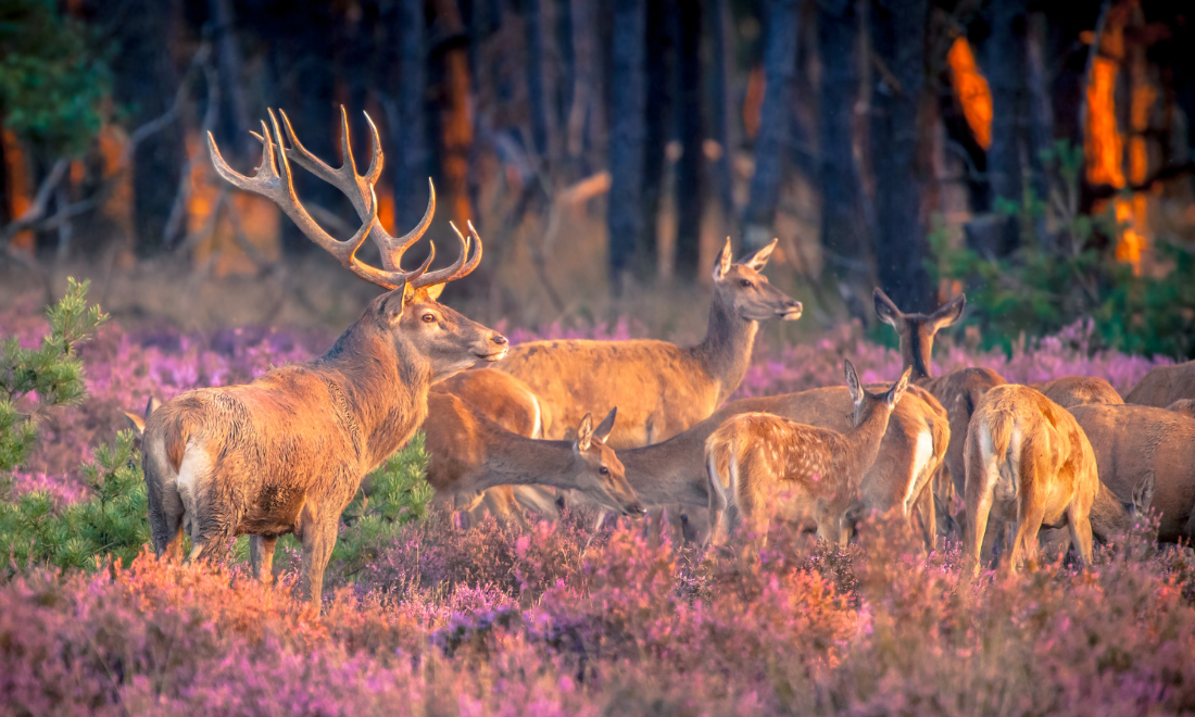 Dutch wildlife red deer