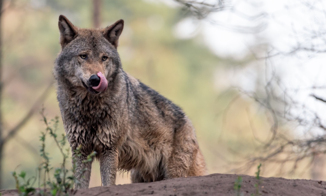 Wolves in the Netherlands