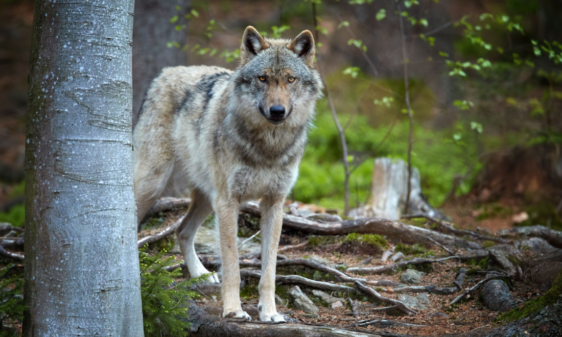 Wolves in the Netherlands