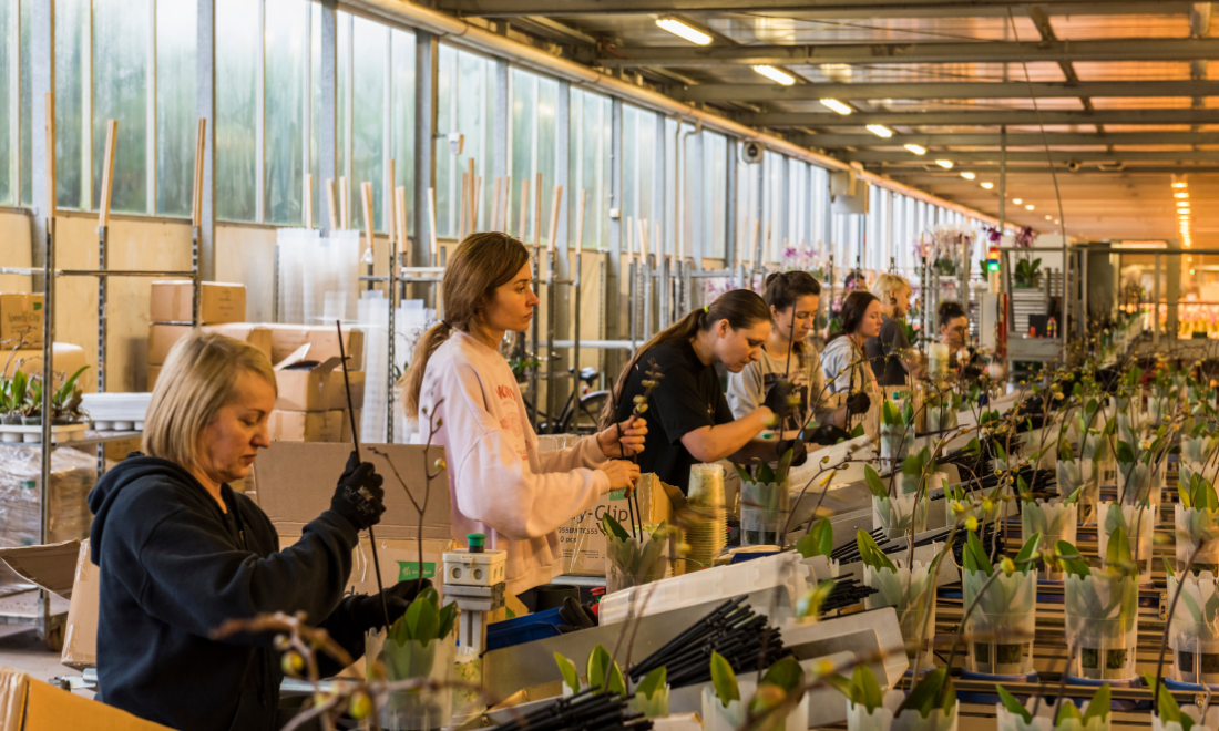 Workers in the Netherlands